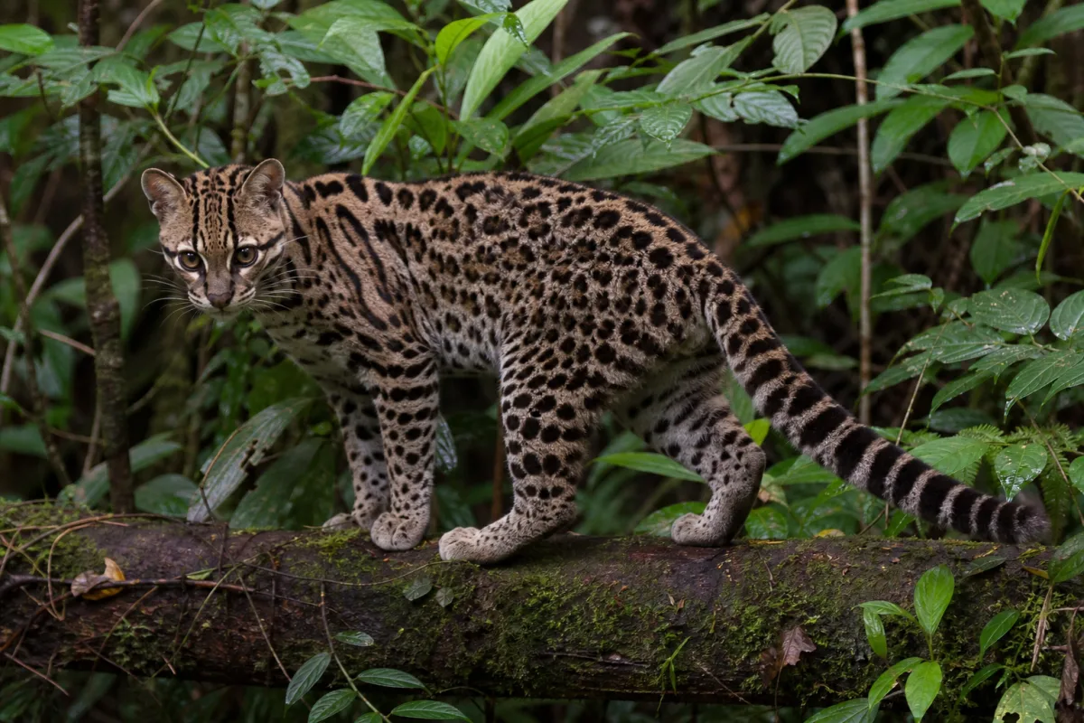У Болівії виявили новий вид диких кішок Leopardus tilcayo